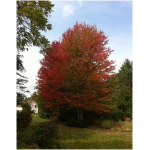 Acer 'Northwood' (rubrum) - Érable rouge 'Northwood'